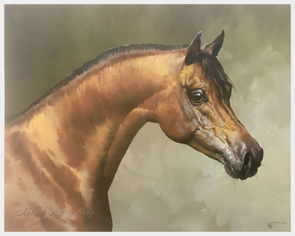 Arabian horse