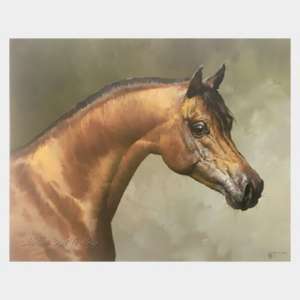 Arabian horse